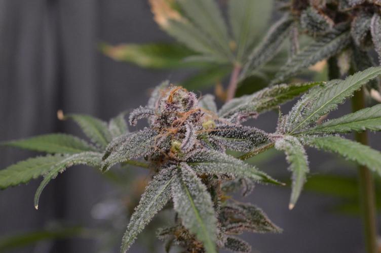 Iced Up Cherries by Square One Genetics. Week 16 - Day 66