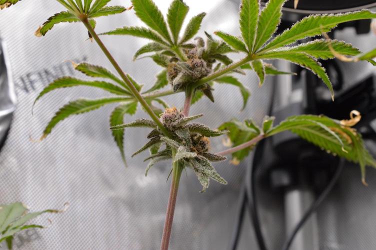 Iced Up Cherries by Square One Genetics. Week 16 - Day 66