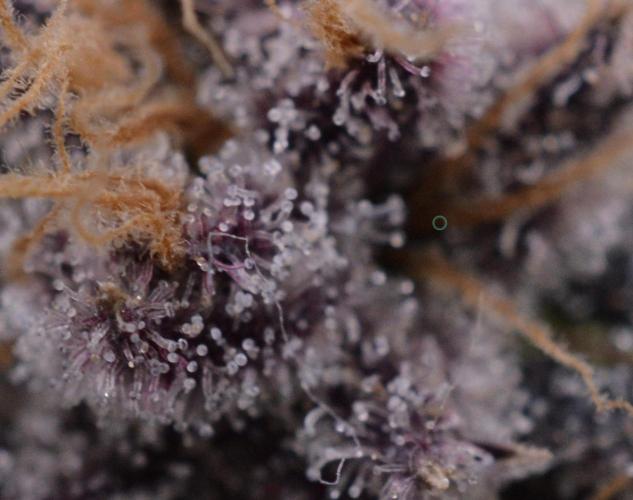 Iced Up Cherries by Square One Genetics. Week 16 - Day 66