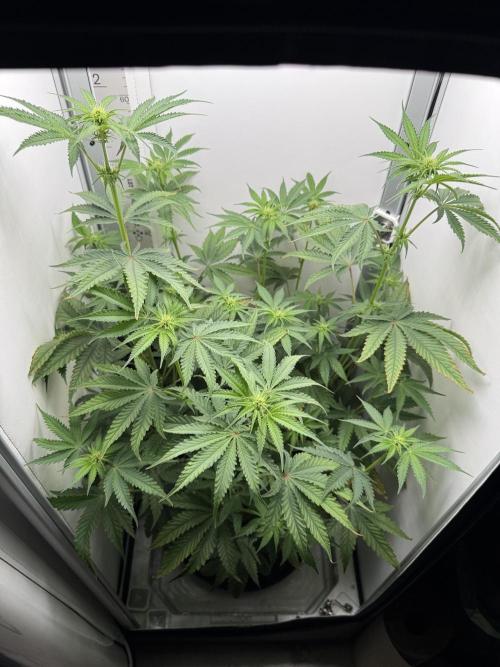 Jelly Donutz by Humboldt Seed Co.. Week 8 - 21/dezember 2025: Day 16