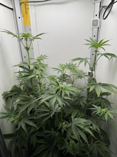 Jelly Donutz by Humboldt Seed Co.. Week 8 - Day 16