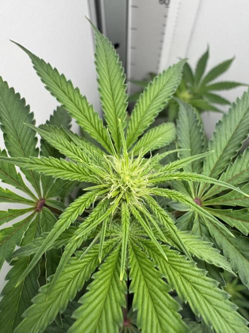 Jelly Donutz by Humboldt Seed Co.. Week 8 - Day 16