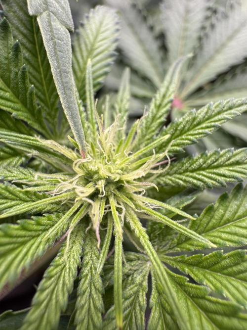 Jelly Donutz by Humboldt Seed Co.. Week 8 - Day 16