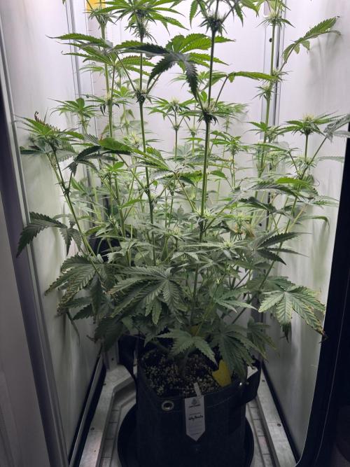 Jelly Donutz by Humboldt Seed Co.. Week 9 - Day 22 before defoliation and lollipopping