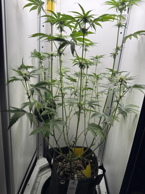 Jelly Donutz by Humboldt Seed Co.. Week 9 - Day 22 after defoliation and lollipopping