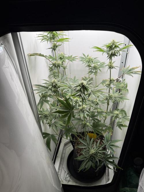 Jelly Donutz by Humboldt Seed Co.. Week 10 - 05/January 2026: Day 31