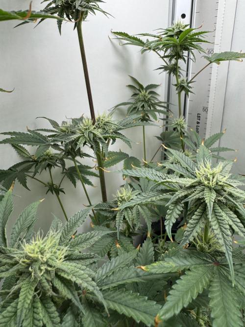 Jelly Donutz by Humboldt Seed Co.. Week 10 - Day 31