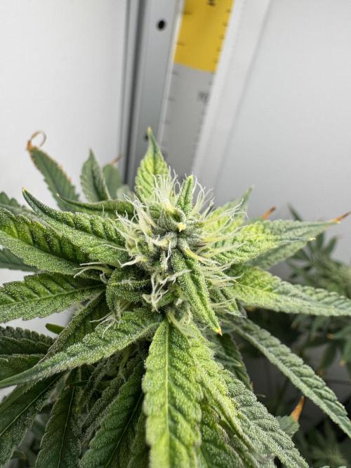 Jelly Donutz by Humboldt Seed Co.. Week 10 - Day 31