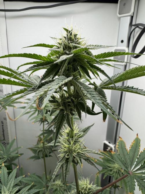 Jelly Donutz by Humboldt Seed Co.. Week 10 - Day 31