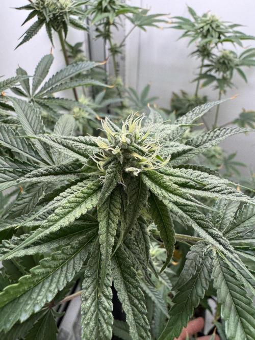 Jelly Donutz by Humboldt Seed Co.. Week 10 - Day 31