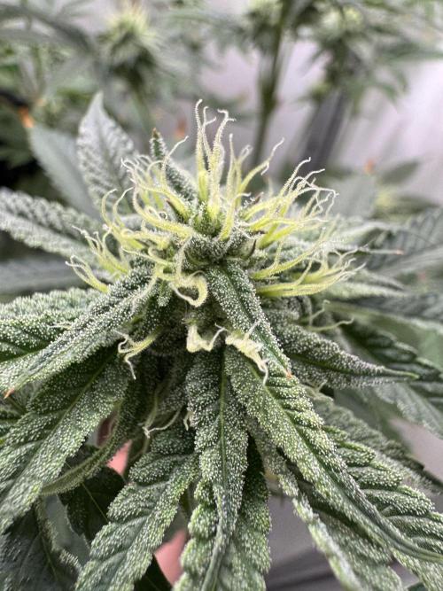 Jelly Donutz by Humboldt Seed Co.. Week 10 - Day 31