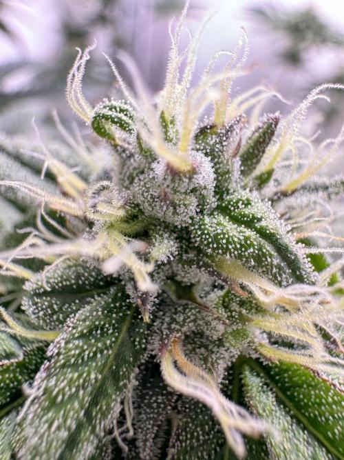 Jelly Donutz by Humboldt Seed Co.. Week 11 - Day 35