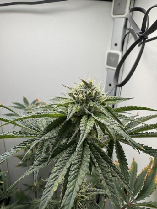 Jelly Donutz by Humboldt Seed Co.. Week 11 - Day 35