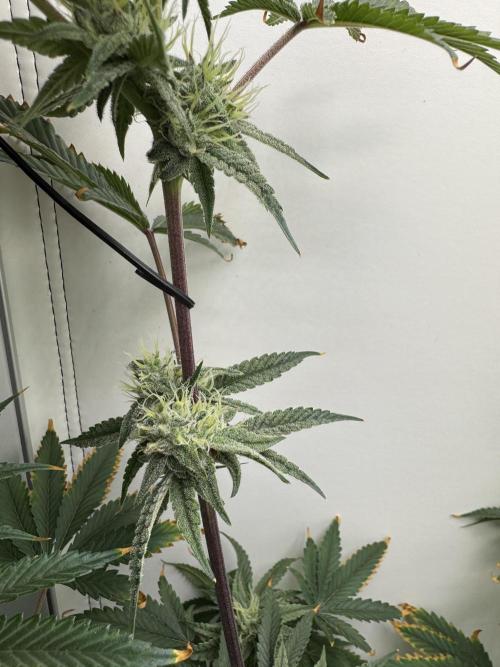 Jelly Donutz by Humboldt Seed Co.. Week 11 - Day 35