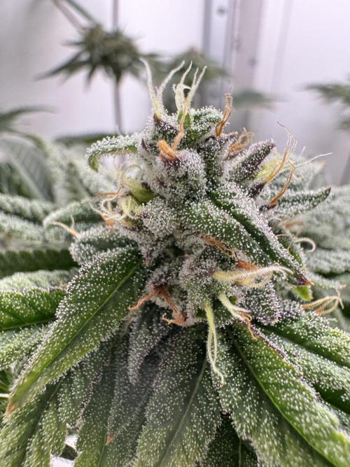 Jelly Donutz by Humboldt Seed Co.. Week 12 - 17/January 2026: 
Day 43