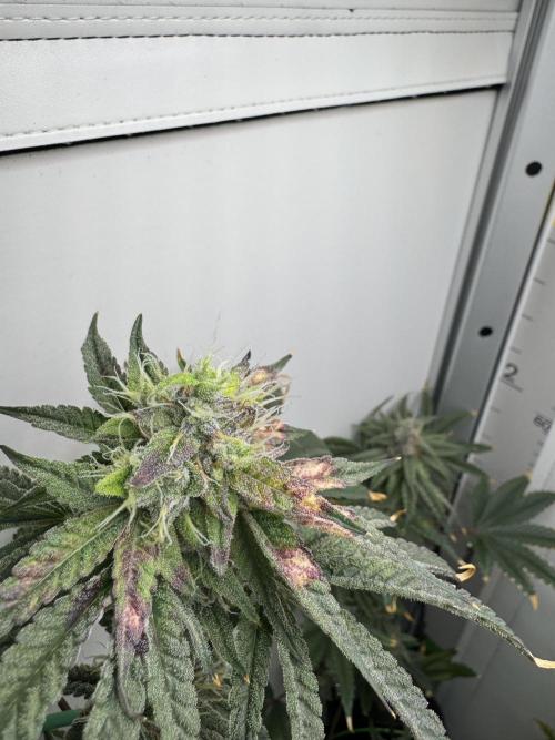 Jelly Donutz by Humboldt Seed Co.. Week 12 - Day 43