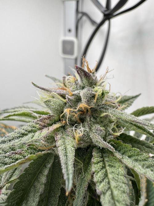 Jelly Donutz by Humboldt Seed Co.. Week 12 - Day 43