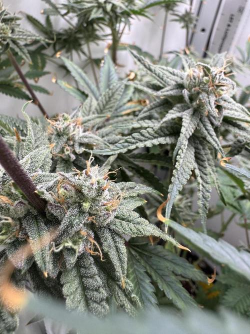 Jelly Donutz by Humboldt Seed Co.. Week 12 - Day 43