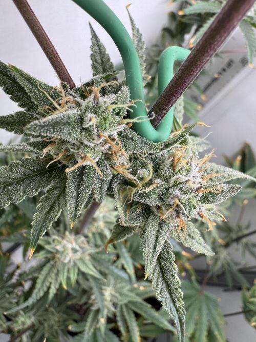 Jelly Donutz by Humboldt Seed Co.. Week 12 - Day 43