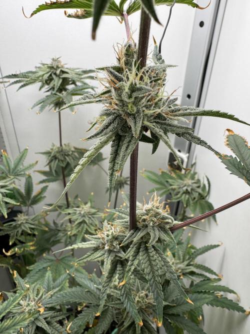 Jelly Donutz by Humboldt Seed Co.. Week 12 - Day 43