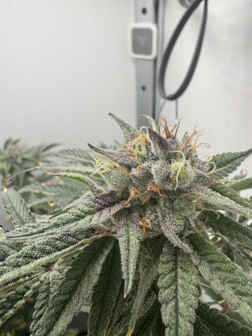 Jelly Donutz by Humboldt Seed Co.. Week 12 - 22/January 2026: Day 48