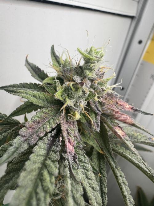 Jelly Donutz by Humboldt Seed Co.. Week 12 - Day 48