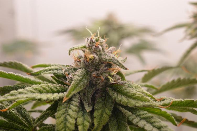 Jelly Donutz by Humboldt Seed Co.. Week 12 - Day 48