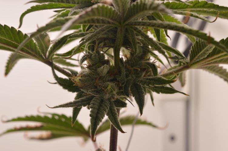 Jelly Donutz by Humboldt Seed Co.. Week 12 - Day 48