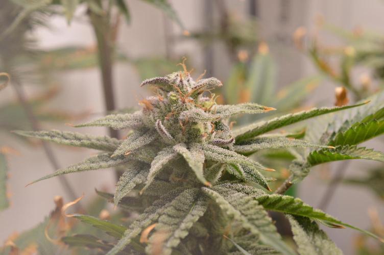 Jelly Donutz by Humboldt Seed Co.. Week 12 - Day 48