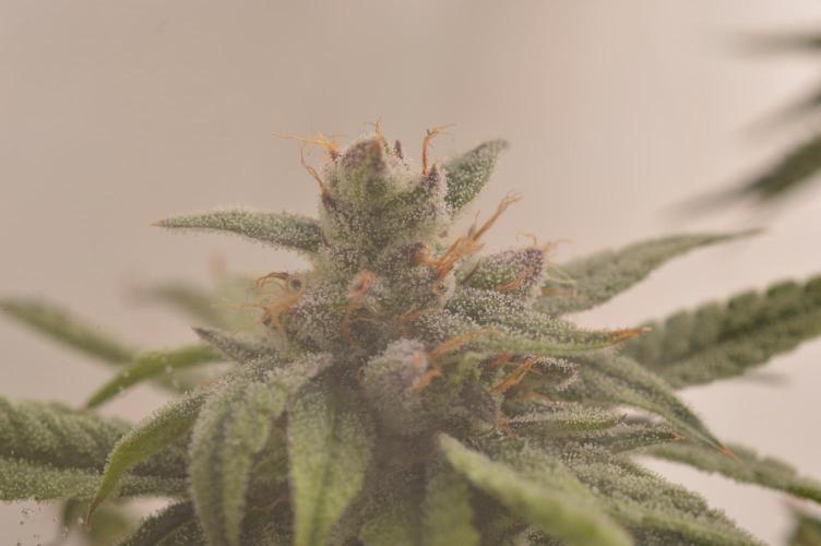 Jelly Donutz by Humboldt Seed Co.. Week 12 - Day 48