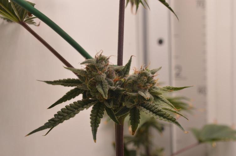 Jelly Donutz by Humboldt Seed Co.. Week 12 - Day 48