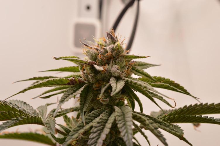 Jelly Donutz by Humboldt Seed Co.. Week 13 - 25/January 2026: Day 51