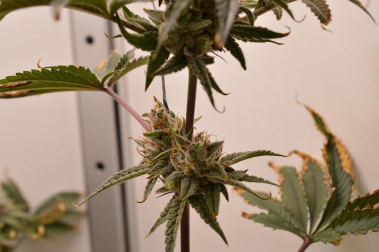 Jelly Donutz by Humboldt Seed Co.. Week 13 - Day 51