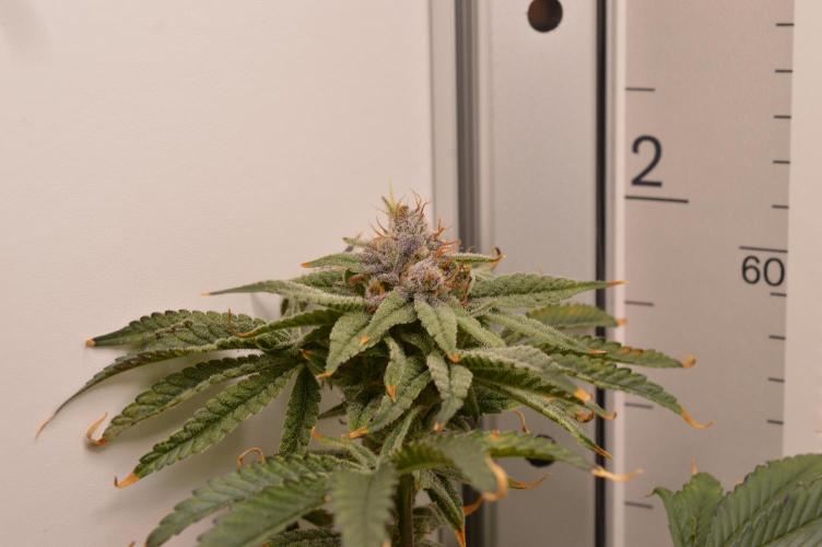 Jelly Donutz by Humboldt Seed Co.. Week 13 - Day 51