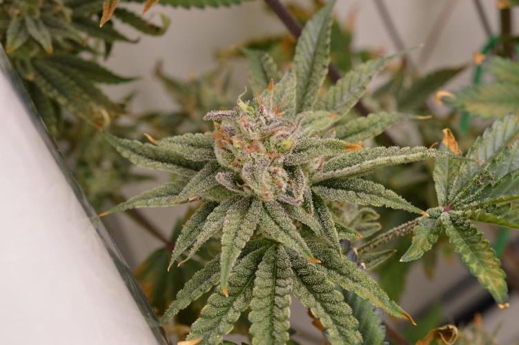 Jelly Donutz by Humboldt Seed Co.. Week 13 - Day 51