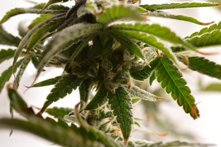 Jelly Donutz by Humboldt Seed Co.. Week 13 - Day 51