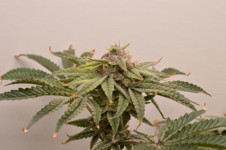 Jelly Donutz by Humboldt Seed Co.. Week 13 - Day 51