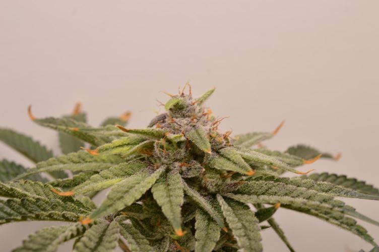 Jelly Donutz by Humboldt Seed Co.. Week 13 - Day 51