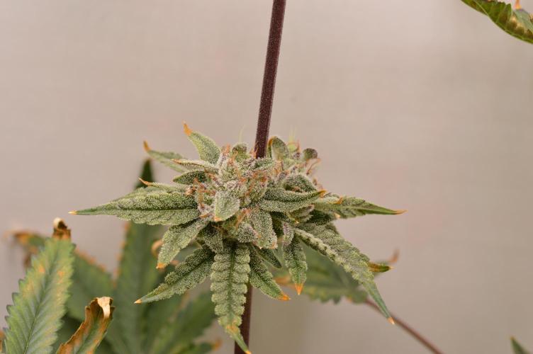 Jelly Donutz by Humboldt Seed Co.. Week 13 - Day 51