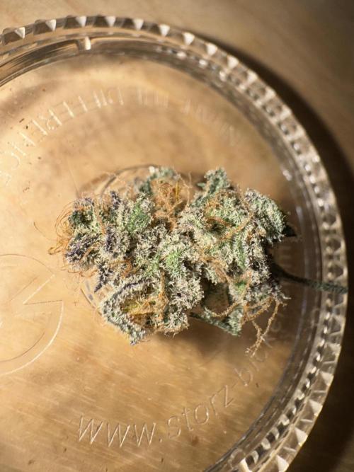 Iced Up Cherries by Square One Genetics. Week 17