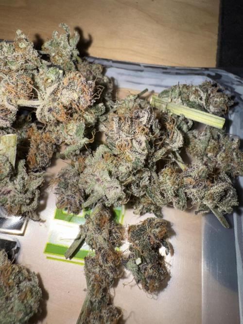 Iced Up Cherries by Square One Genetics. Week 17