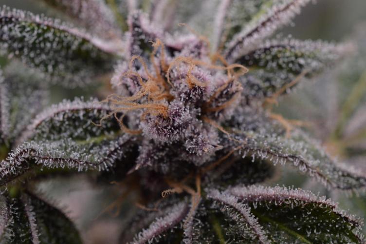 Iced Up Cherries by Square One Genetics. Week 17