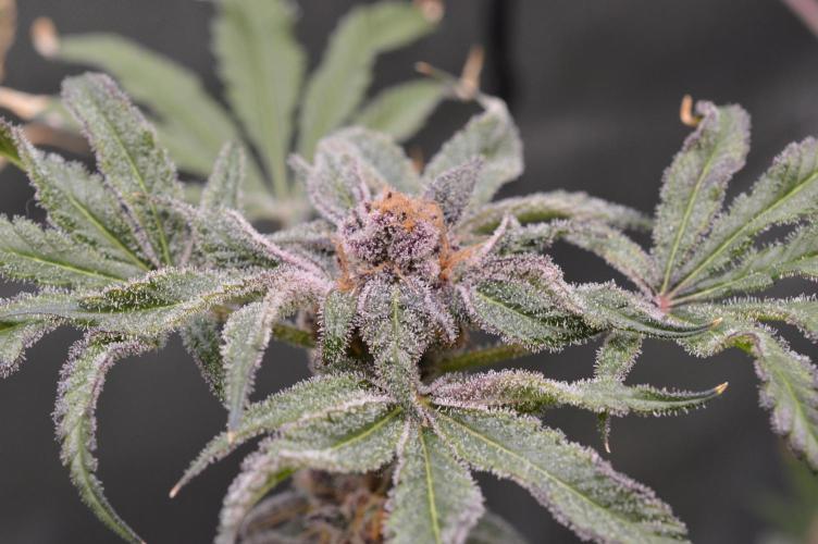 Iced Up Cherries by Square One Genetics. Week 17