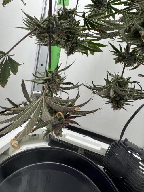 Jelly Donutz by Humboldt Seed Co.. Week 13 - 29/January 2026: Day 55