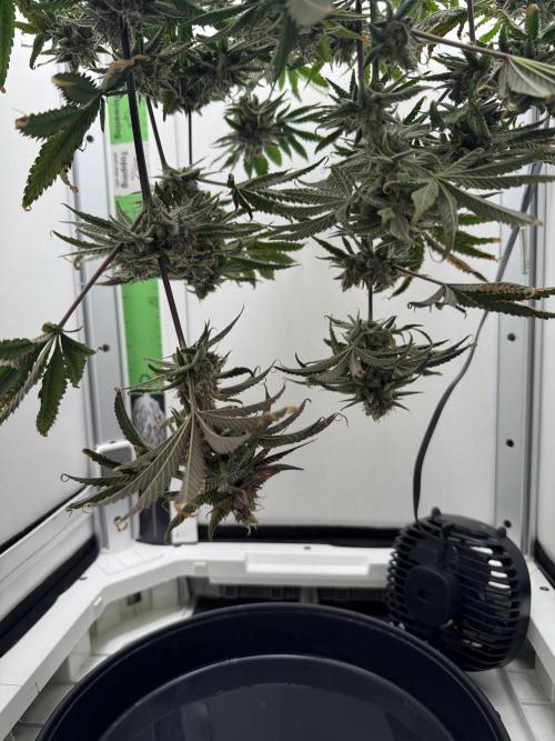 Jelly Donutz by Humboldt Seed Co.. Week 13 - Day 55