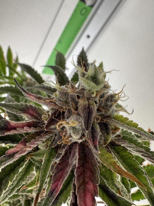 Jelly Donutz by Humboldt Seed Co.. Week 13 - Day 55