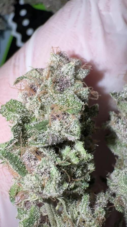 Cookie Casket by Barney's Farm & Doja