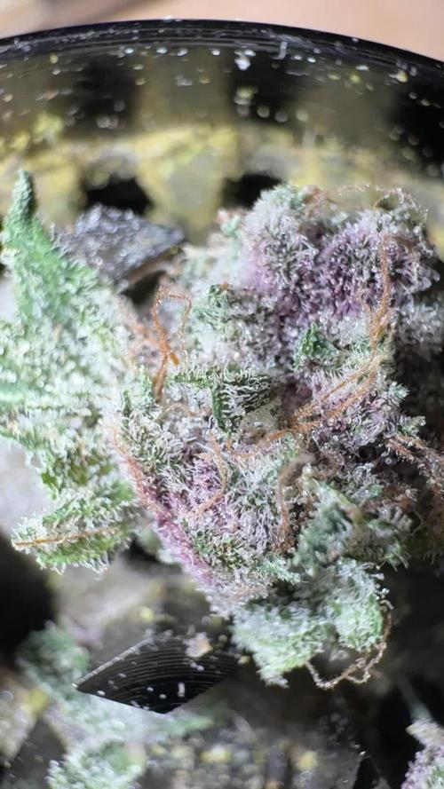 Cookie Casket by Barney's Farm & Doja