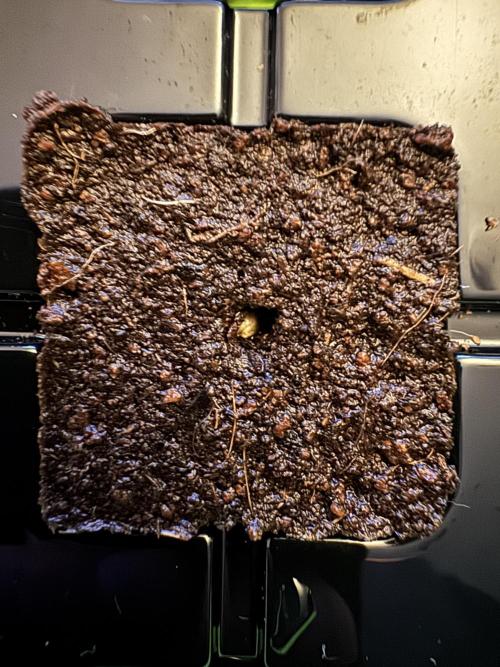 High Society by Compound Genetics. Week 0 - 06/February 2026: Into EazyPlug