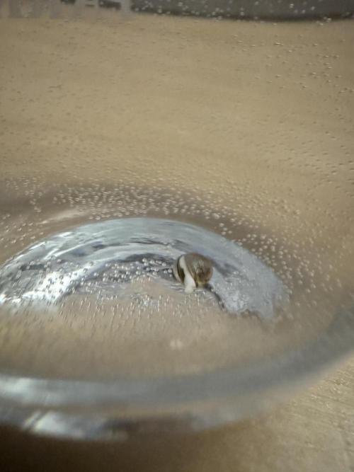 High Society by Compound Genetics. Week 0 - 06/February 2026: Germination!